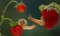 عکس: جهان ماکروی جادویی حشرات