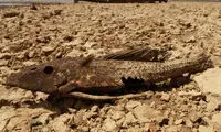 احتمال شکسته شدن رکورد گرمای سال ۲۰۱۶