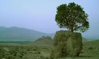 عکس: ریشه در دل سنگ