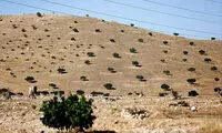 انجیر صابوناتی