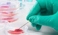 چین، گوشت آزمایشگاهی تولید می کند