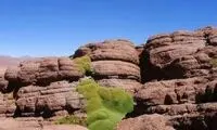 Yareta گیاهی عجیب و زیبا +عکس