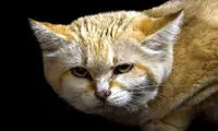 شناسایی گونه نادری از گربه ها