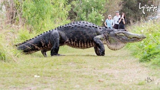 تمساح غول پیکر 3.6 متری در فلوریدا