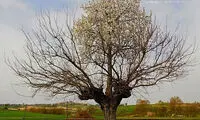 درخت دو طبقه! +عکس