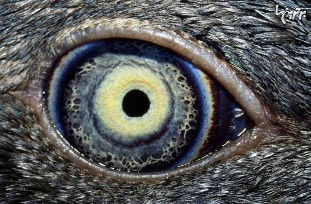 چشم حیوانات مختلف از نمای نزدیک