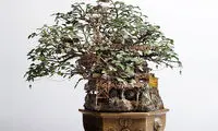 معماری‌های مینیاتوری و فوق‌زیبا +عکس