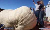 کدو حلوایی 933 کیلویی! +عکس