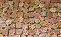 شکوفه های سنگی +عکس
