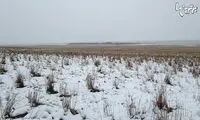 هنر استتار را از این گوسفندان بیاموزید!