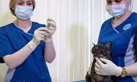آغاز واکسیناسیون کرونای حیوانات در روسیه