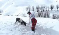دکتر مجلسی و باهوش‌ترین سگ تجسس ایران