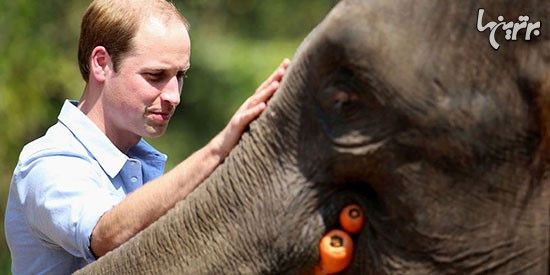 حمایت شاهزاده ویلیام از فیل های آفریقا