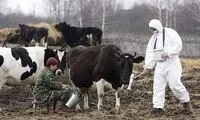 آثار حادثه چرنوبیل در شیر گاوهای اوکراین پیدا شد