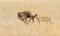 تصاویری دیدنی از همکاری دو یوزپلنگ برای شکار