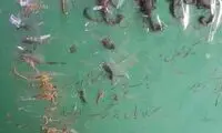 عقرب‌هایی که معلم روستای بنه‌ارونِ ایذه از کلاس درس خود گرفت!