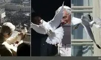 پرنده صلح پاپ خورده شد! +عکس