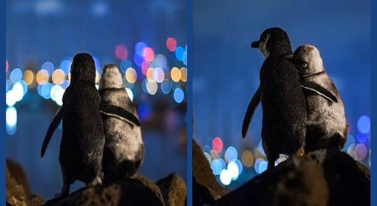 عاشقانه‌ای از پنگوئن‌ها