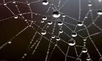 افزایش قدرت دید درمیکروسکوپ ها توسط تارعنکبوت