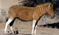 احیای حیوانی که 1 قرن پیش منقرض شد