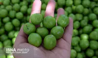 گوجه‌سبز نوبرانه، کیلویی ۹۰هزار تومان