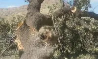 عکس: انتقام گیری عجیب یک خلافکار از پلیس