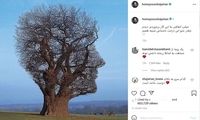 درختی که شبیه همایون شجریان است