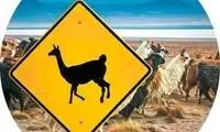 عجیب‌ترین تابلوهای راهنمایی و رانندگی در جهان