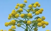 عصاره این گیاه جایگزین دیکلوفناک است