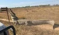 سیم‌خاردار‌ی که باعث نجات از حمله تمساح شدند