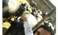 گاو‌های ۲۰ میلیونی فرزند چوپان «قاضی‌پور»