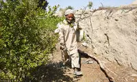 عکس: گزبافی در سیستان و بلوچستان