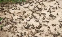 ماجرای خرید تضمینی ملخ، کیلویی ۸هزار تومان!