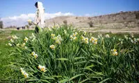 عکس: جشن گل نرگس در روستای جره
