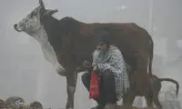 عکس: تقدس گاو در هند‎