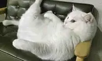 شوخی‌های جالب؛ از بیکاری فرزندان مسئولین تا دزدی از کامیون مواد غذایی!