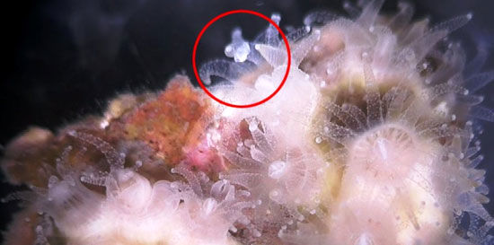 کشف دلیل علاقه مرجان ها به خوردن پلاستیک