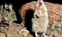 باحال‌ترین حیوانات سال 2013 +عکس