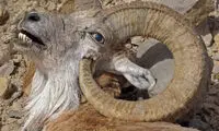 خودکشی ناخواسته