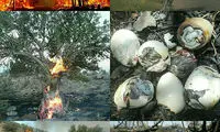 عکس: صحنه دلخراش از آتش در پاسارگاد