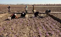 عکس: برداشت طلای سرخ در خراسان