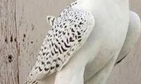 پرنده میلیاردی از قفس پرید +عکس