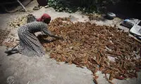 کاملا تصادفی از بحران غذا!