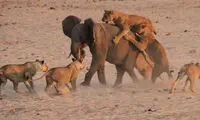 عکس: مبارزه فیل جوان با 14 شیر گرسنه