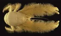 عکسی جالب از مدل موهای خرچنگی!