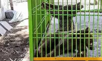 حیوانات آزاری در باغ وحش بابلسر +عکس