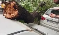 سقوط درخت بر اثر باد شدید در تهران