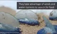 مرجان‌های آزاد velella velella