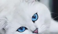 ستاره پشمالوی اینستاگرام با چشمان سحرآمیز