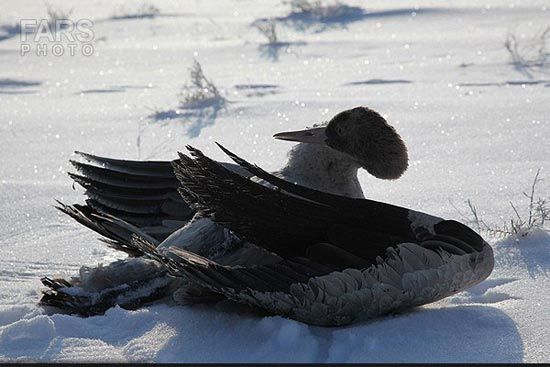تصاویری دردناک از یخ زدن پرندگان در اراک